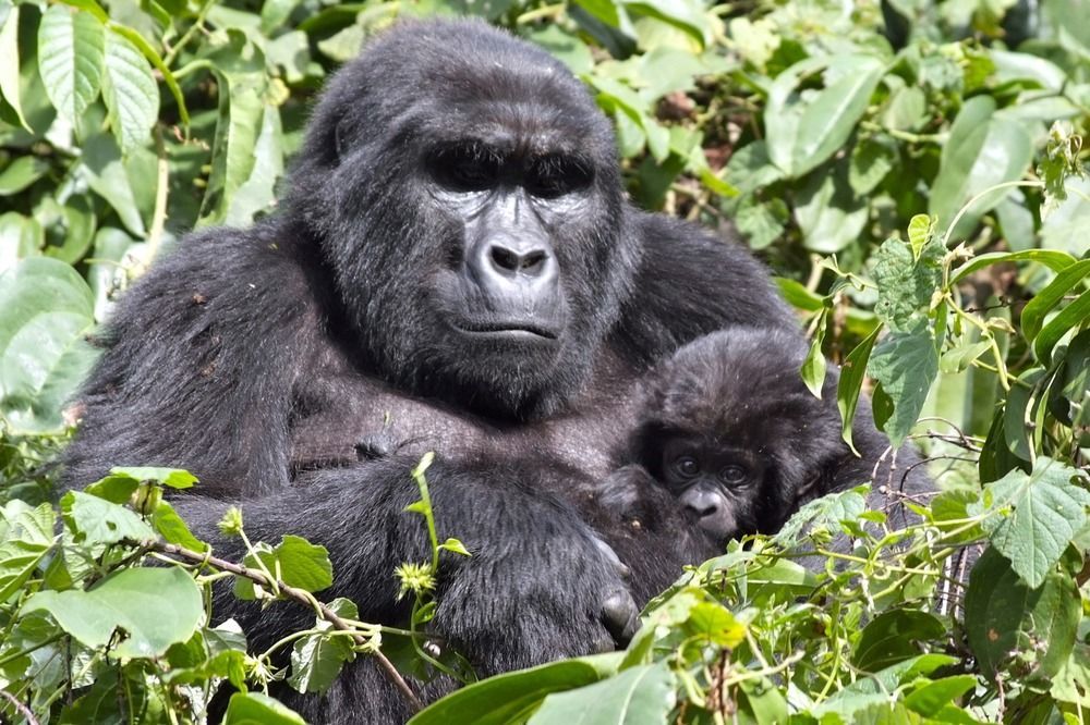 Silverback Lodge Buhoma Exterior foto